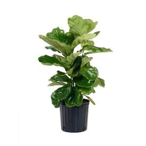 Ficus &#39;Lyrata&#39; 10&quot; pot