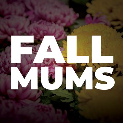 Fall Mums