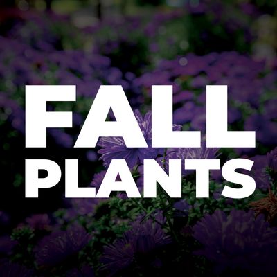 Fall Plants