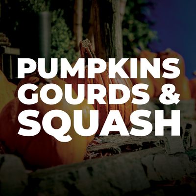 Pumpkins, Gourds &amp; Squash