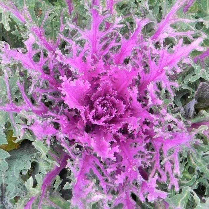 Flowering Kale 10&quot;, Color: Coral Queen