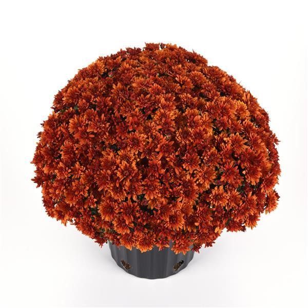 Fall Mum 6&quot; Sweet Potato Pie Bronze