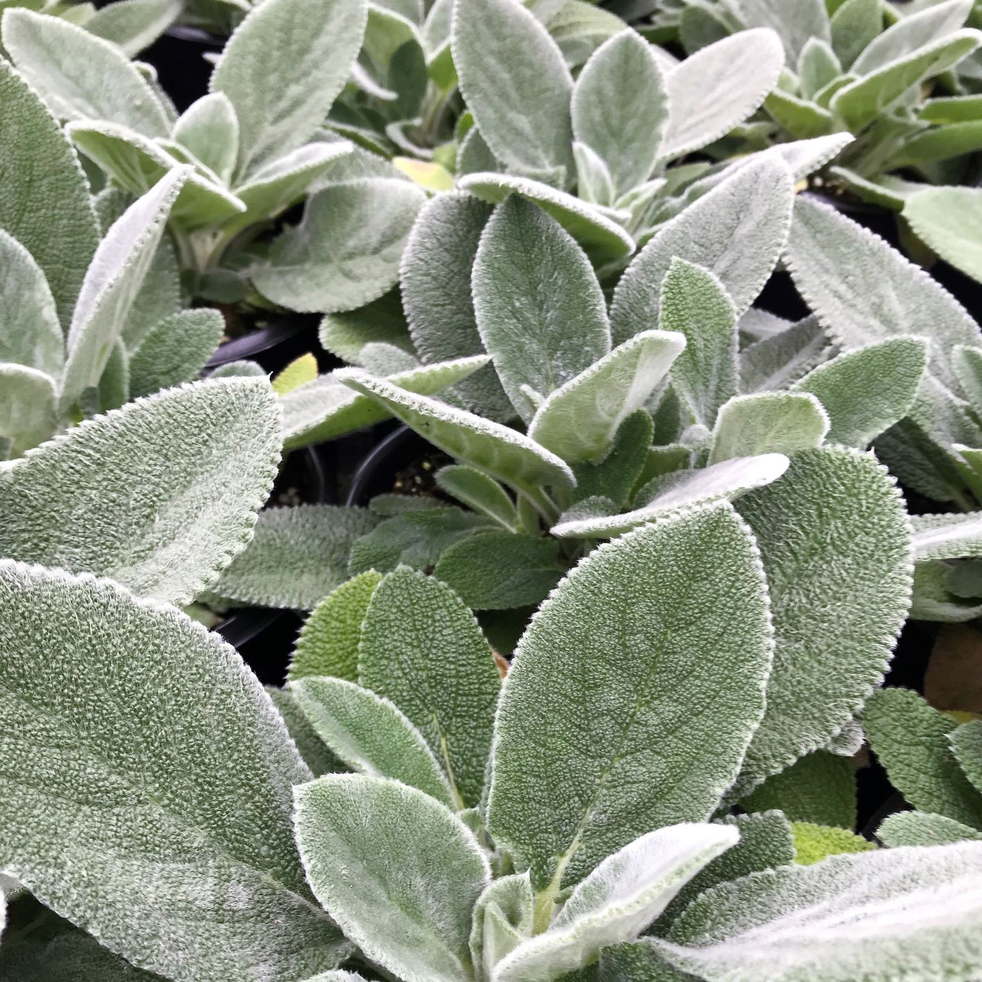 Stachys &#39;Helene von Stein&#39; Lamb&#39;s Ear 1 gal