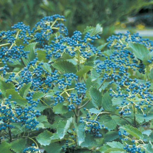 Viburnum &#39;Blue Muffin&#39; 2 gal PW