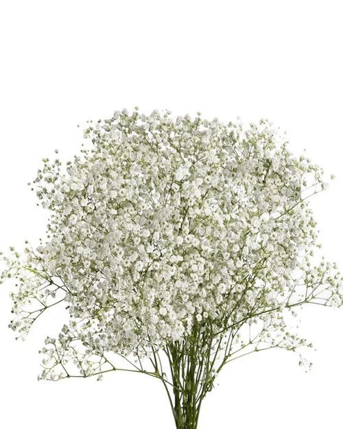 Baby&#39;s Breath bunch