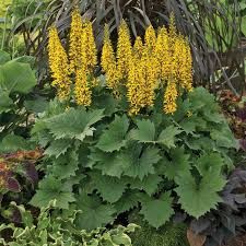 Ligularia 'Big Green Tractor' Goldenray 1 gal