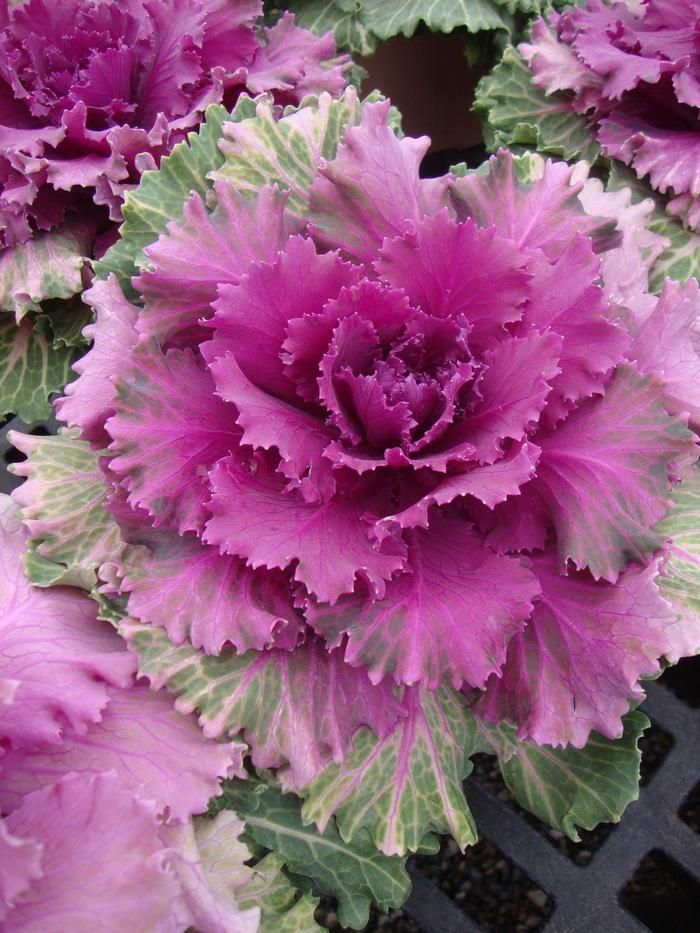 Flowering Cabbage - 1 gal Songbird Red