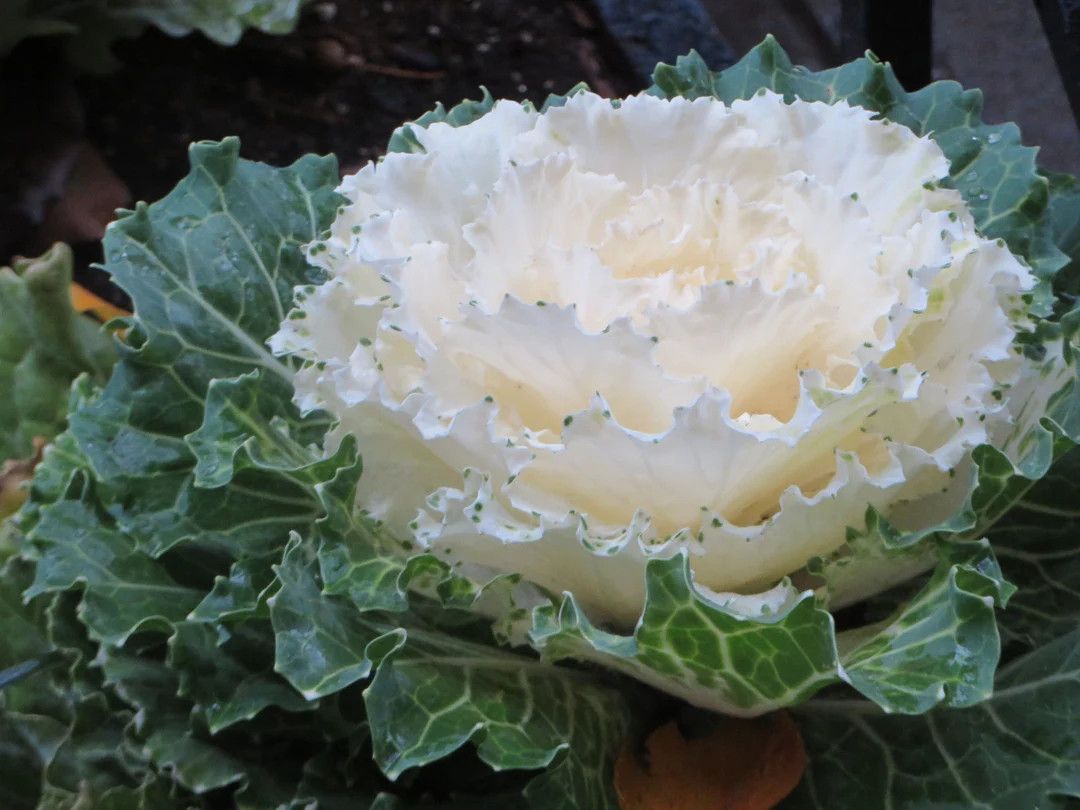 Flowering Cabbage - 1 gal Pigeon White