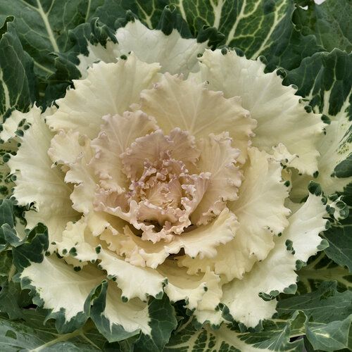 Flowering Cabbage - 1 gal Osaka White