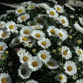 Fall Aster - 10&quot; Puff White