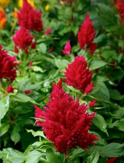 Celosia Flamma Red 10&quot;