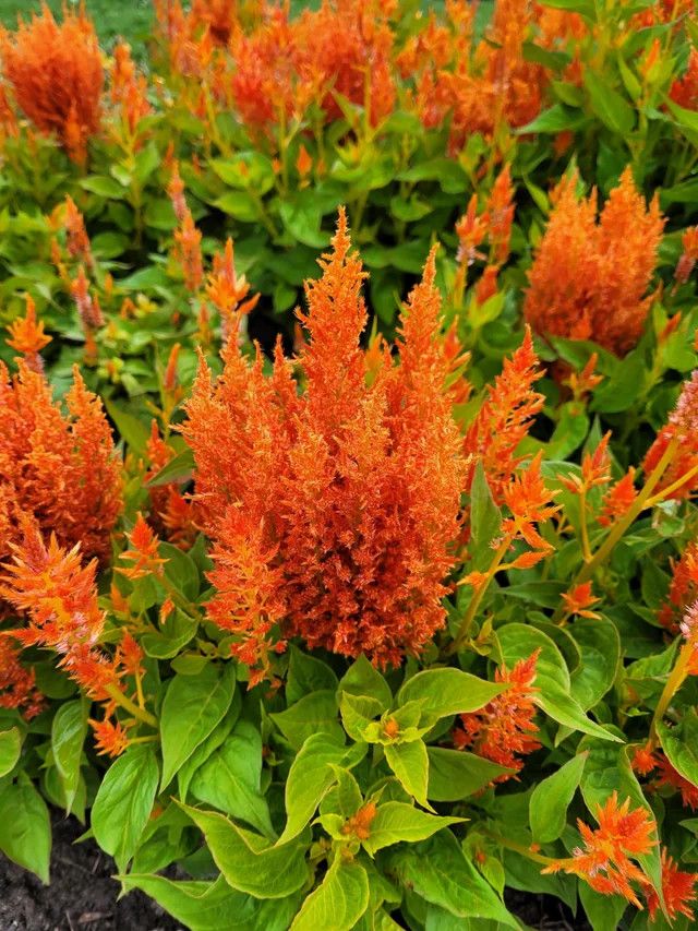 Celosia Flamma Orange 10&quot;
