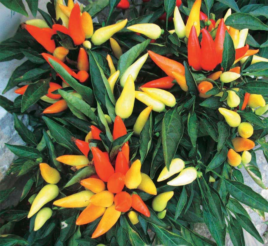 Fall Ornamental Pepper - 6&quot; pot, Variety: Chilly Chili