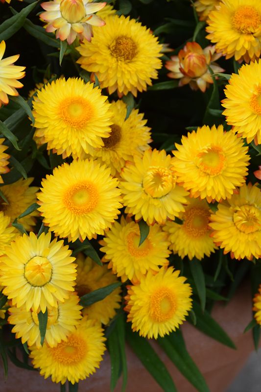 Strawflower 6&quot;