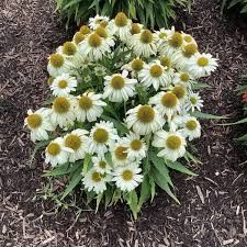Cone Flower 'Echinacea Sunmagic Vintage White' 1 gal