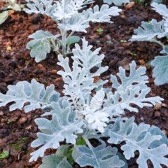 Fall Annual - Dusty Miller 6&quot;