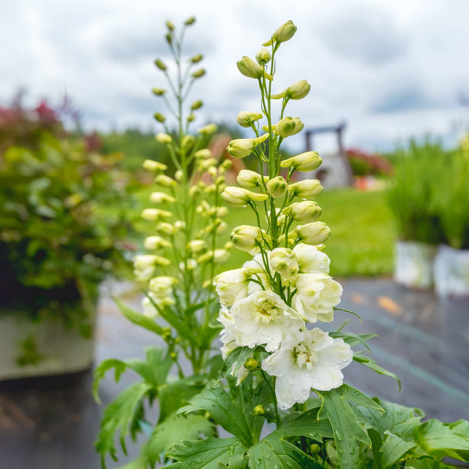 Delphinium &#39;Guardian White&#39; 1 gal