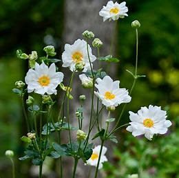 Anemone &#39;Whirlwind&#39; 2 gal