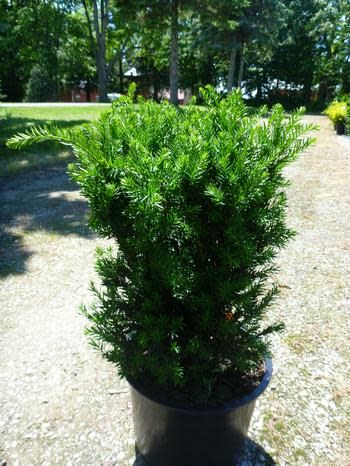 Taxus &#39;Hill&#39;s&#39; Yew 70cm 7 gal B&amp;B