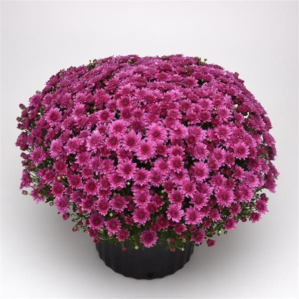 Fall Mum 14&quot; Pot Tribeca Dark Pink