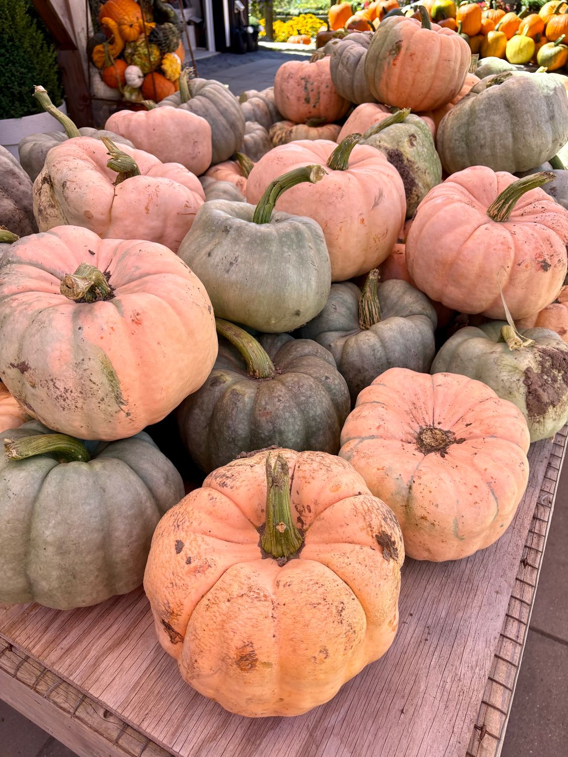 Fall Pumpkins - Blue/Green/Pink Pumpkins