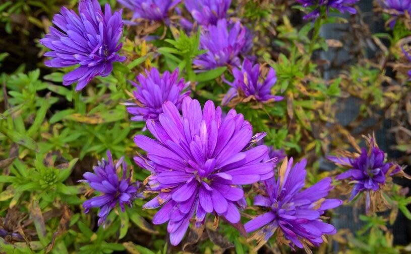 Fall Aster - Henry Blue I 4&quot;