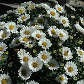 Fall Aster - Puff White 4&quot;