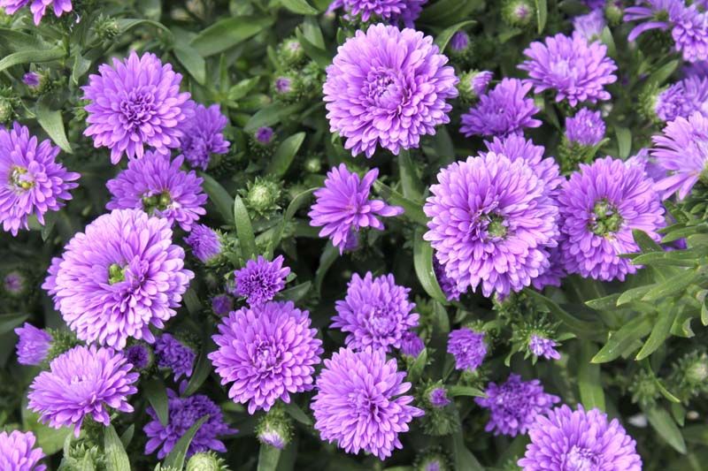 Fall Aster - Henry Purple I 4&quot;