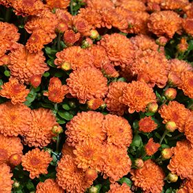 Fall Mum: Gigi Orange 4&quot;