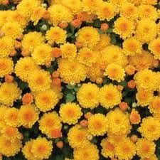 Fall Mum: Gigi Gold 4&quot;