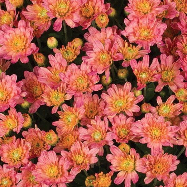 Fall Mum: Jacqueline Peach Fusion 4&quot;