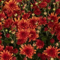 Fall Mum: Wanda Bronze 4&quot;
