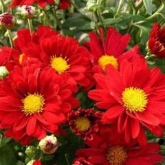 Fall Mum: Bonnie Red 4&quot;