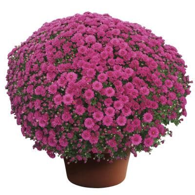 Fall Mum: Danielle Purple 4&quot;