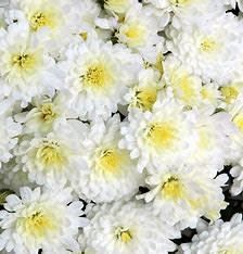 Fall Mum: Jacqueline Pearl 4&quot;