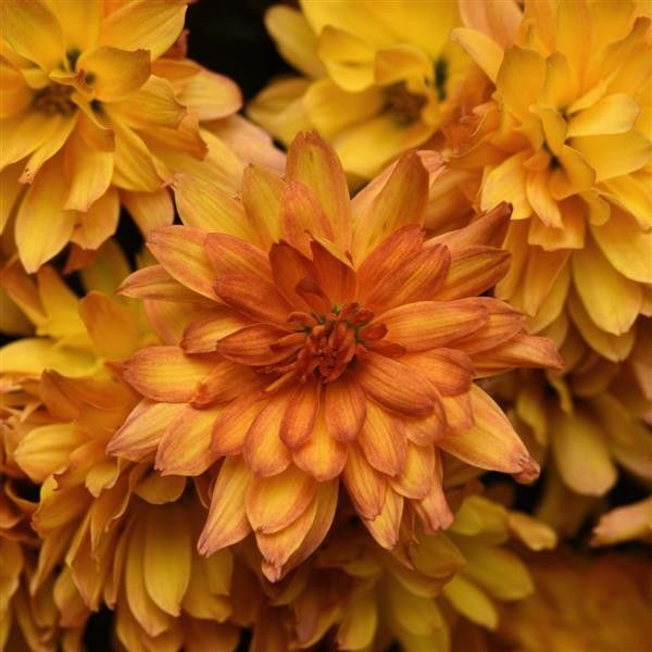 Fall Mum: Kizzmet Golden Yellow 4&quot;
