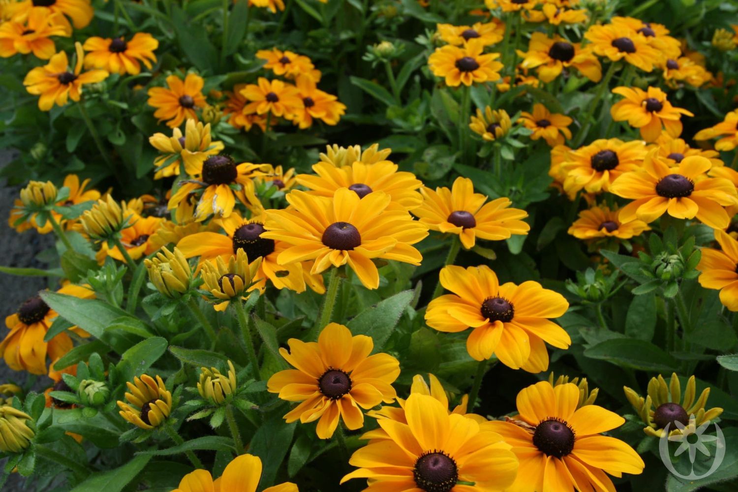 Black-Eyed Susan &#39;Toto Gold&#39; 1 gal