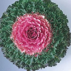 Flowering Kale 10&quot; Songbird Pink