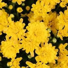 Fall Mum: Jacqueline Yellow 4&quot;