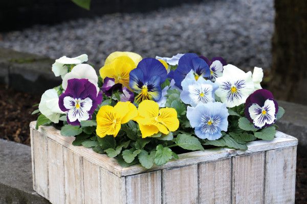 Fall Annual - Pansy Cat&#39;s Mix 4&quot;