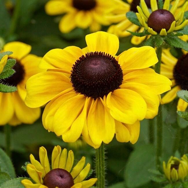 Black-Eyed Susan &#39;Toto Lemon&#39; 1 gal