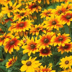 Black-Eyed Susan &#39;Toto Mix&#39; 1 gal