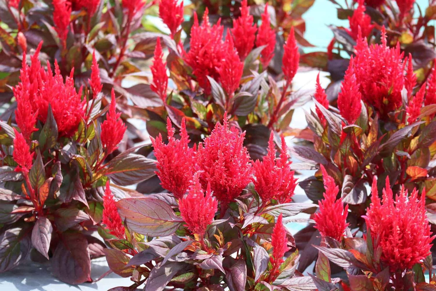 Celosia &#39;Burning Embers&#39; 10&quot;