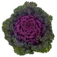 Flowering Kale 10&quot; Bright and Early Red