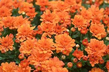 Fall Mum 18&quot; Pumpkin Pie Orange