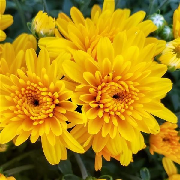 Fall Mum 18&quot; Honey Blush Yellow
