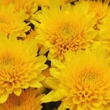 Fall Mum 18&quot; Yellow Tang