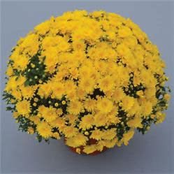 Fall Mum 10&quot; Gold Cup Yellow