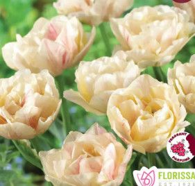 Tulip 12+ (6/pkg.) Silk Road