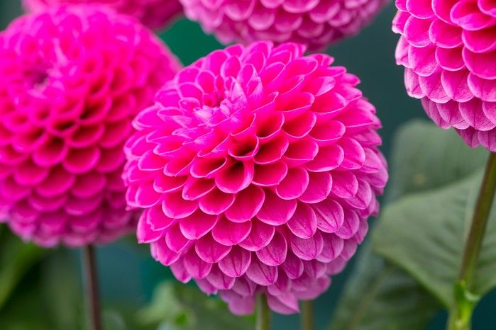 Dahlia assorted 6&quot;